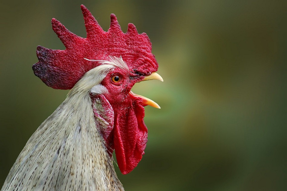 costs-and-implications-of-the-european-chicken-commitment-in-the-EU
