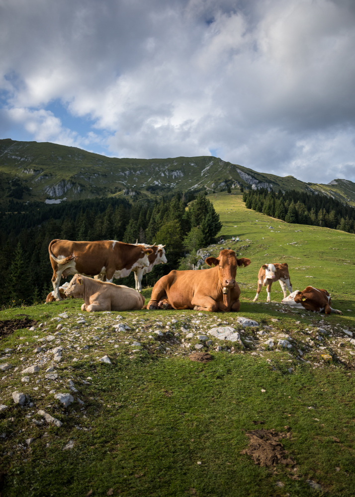 La Eurocámara aplaza y suaviza la ley de deforestación de la UE hasta diciembre de 2025