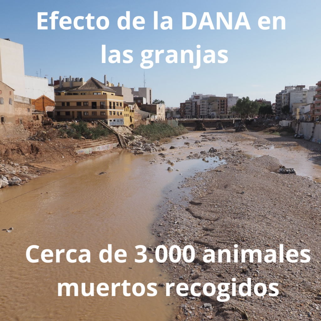 Efectos de la DANA en las granjas