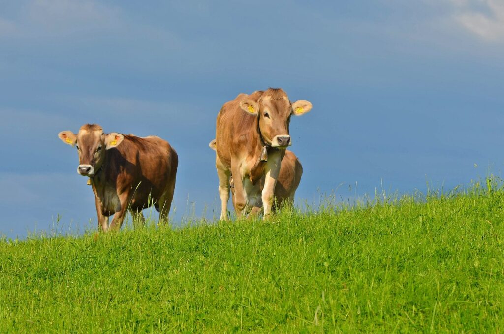 La European Livestock Voice y SomosGanadería celebran la creación de un nuevo Intergrupo sobre Ganadería Sostenible