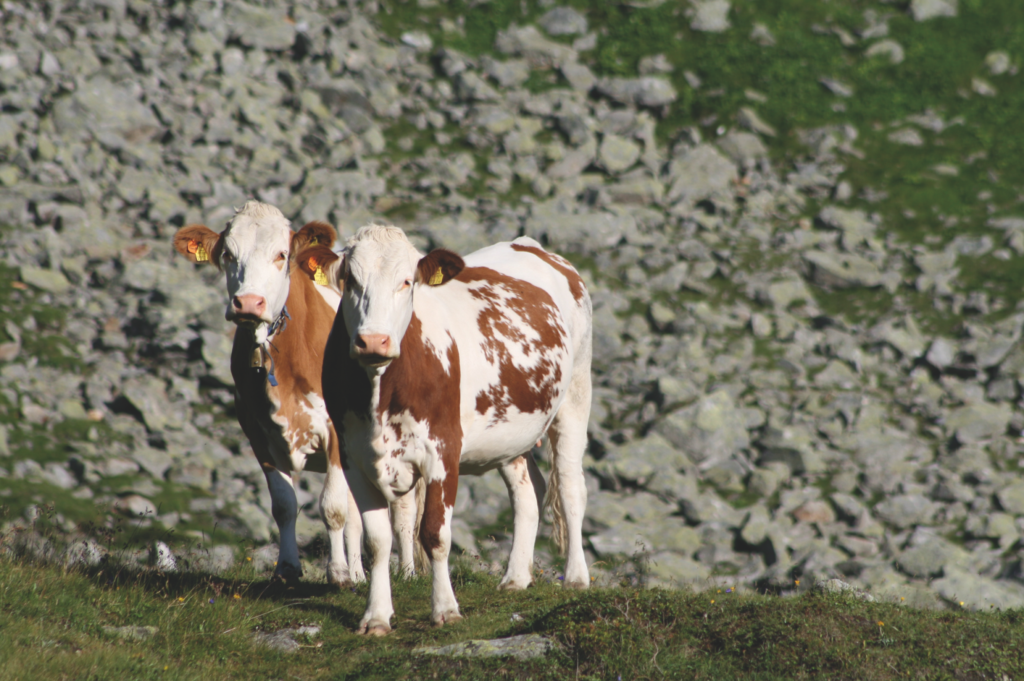 Bienestar animal y sostenibilidad la visión de los criadores europeos para 2030