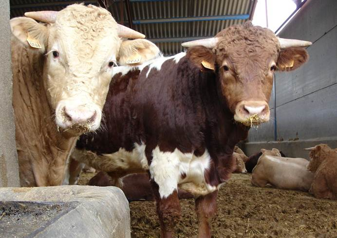 Agrocompostaje avanzado de estiércoles de vacuno de carne