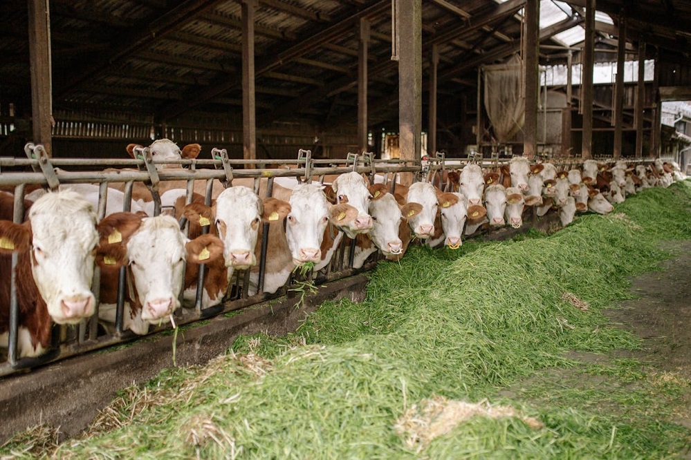 Animal-Welfare-Balancing-Ethical-Responsibility-and-Financial-Sustainability-1