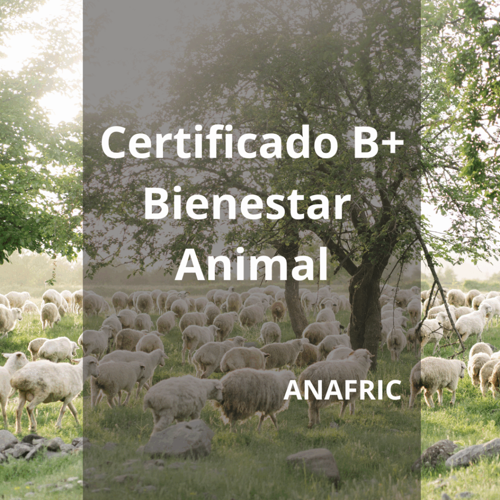 Certificado B+