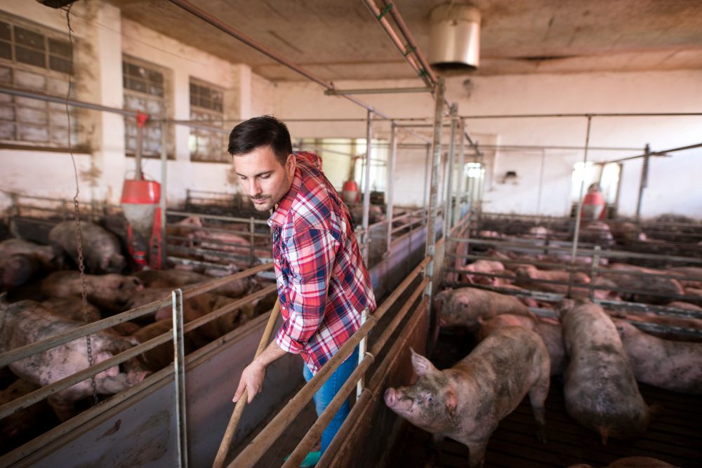 España reduce un 16,7 % las emisiones de amoniaco del sector ganadero