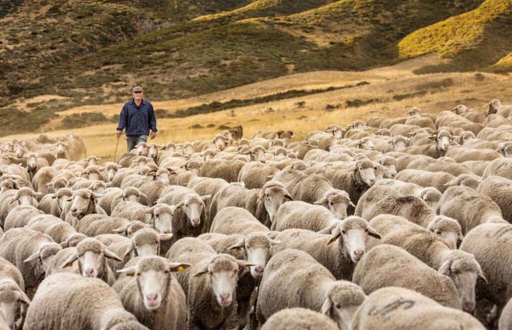 Las ovejas, aliadas frente a los incendios enla montaña leonesa