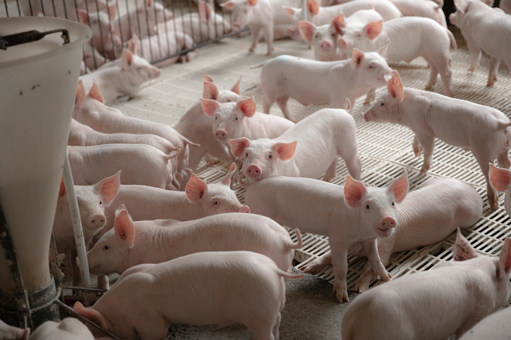 Estados Unidos reconoce la regionalización europea y mantiene abiertas las importaciones de porcino español