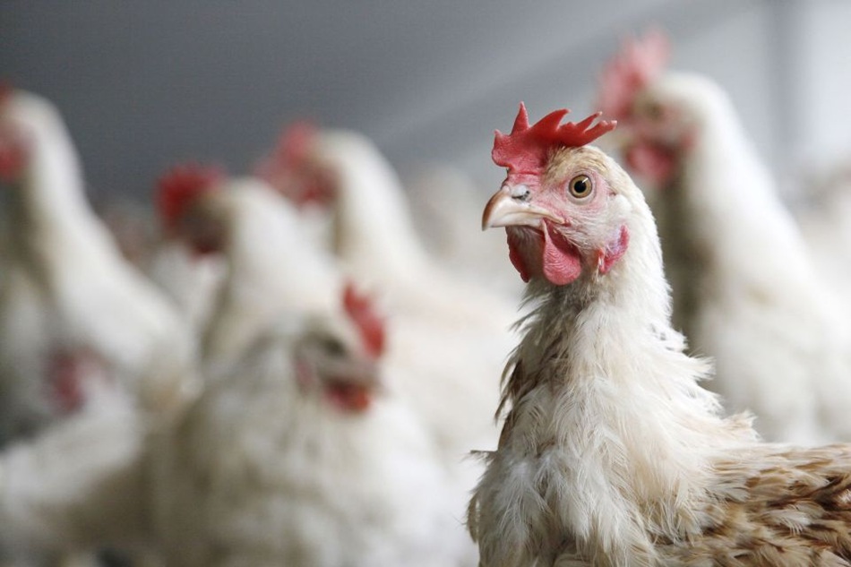 Pollos Broilers y transporte más espacio no mejora el bienestar animal