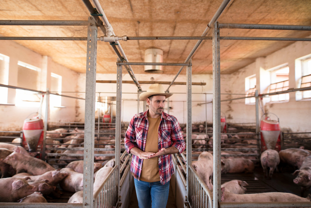 El sector porcino refuerza su estrategia internacional ante la PPA y los retos geopolíticos