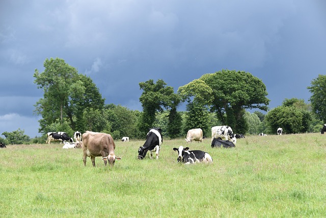 Vacas paciendo tranquilamente