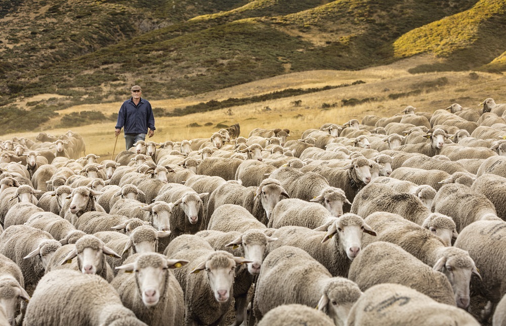 El pastoreo extensivo, clave para prevenir incendios y conservar el medio rural_1