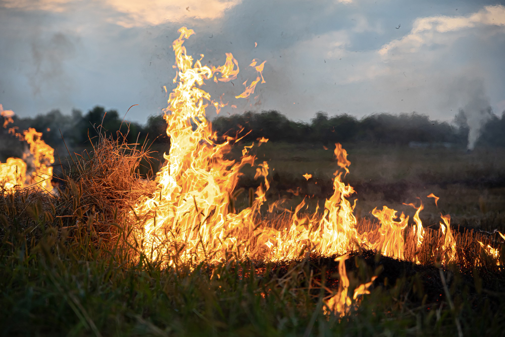 El pastoreo, una herramienta clave para prevenir incendios forestales y mantener vivo el medio rural