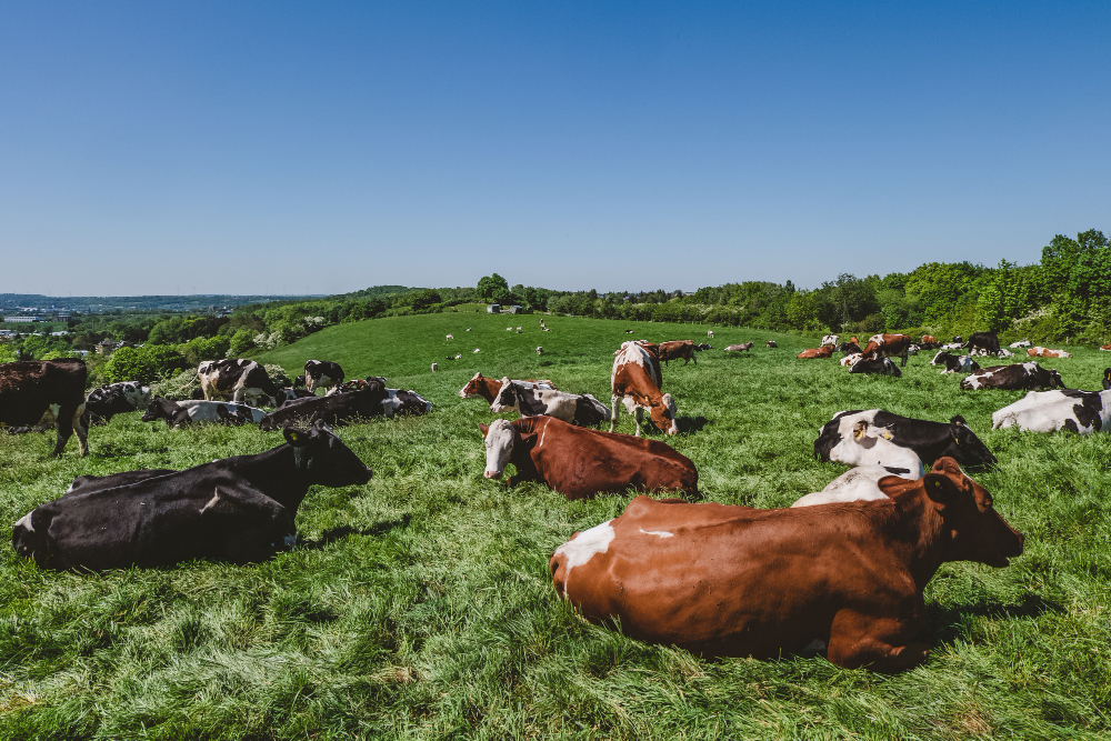 La UE frena las importaciones de carne de Brasil