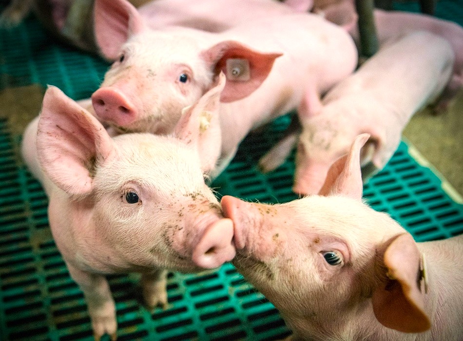 WelFarmers-project-EU-experts-united-to-improve-pig-welfare